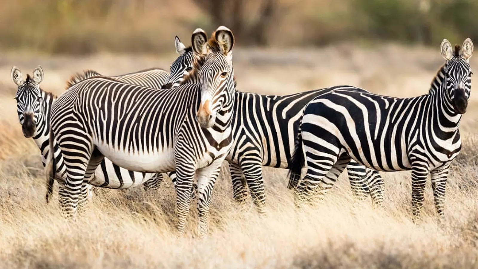 Four Grevy's zebras standing in a Kenya savannah